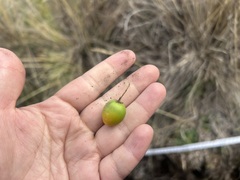 Solanum acaule, photograph (c) Staci Oré, some rights reserved (CC BY)