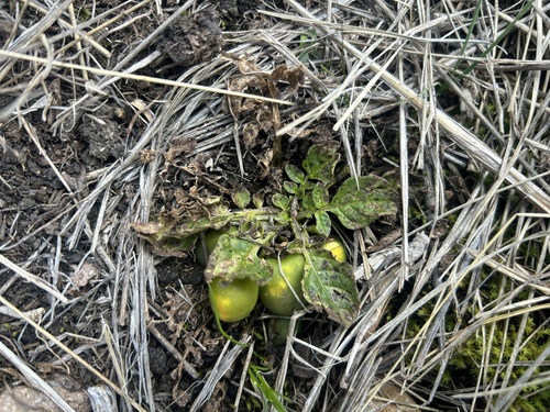 Solanum acaule, photograph 2
