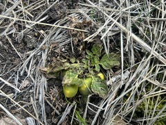 Solanum acaule, photograph (c) Staci Oré, some rights reserved (CC BY)