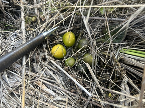 Solanum acaule, photograph 4