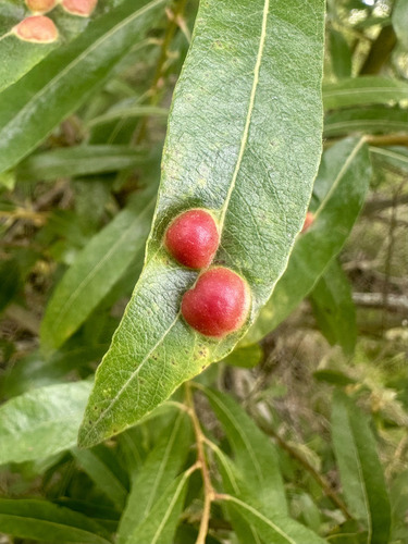 Willow Apple Gall Sawfly