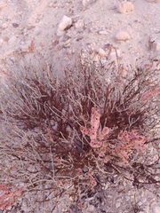 Haloxylon scoparium