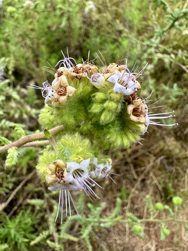 branching phacelia