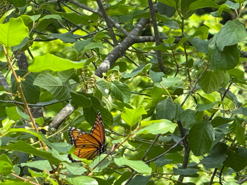 Viceroy