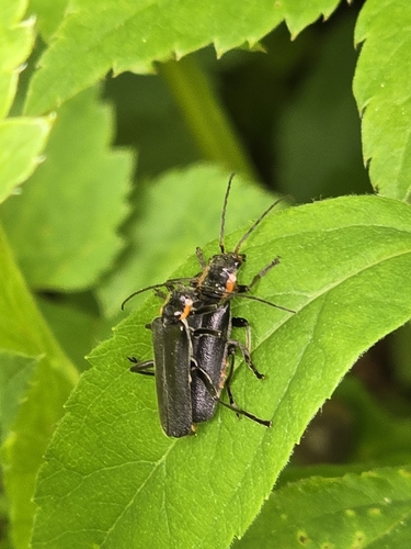 Cantharis obscura