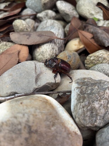 Oryctes nasicornis corniculatus