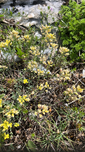 Alyssum fastigiatum