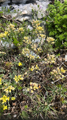 Alyssum fastigiatum