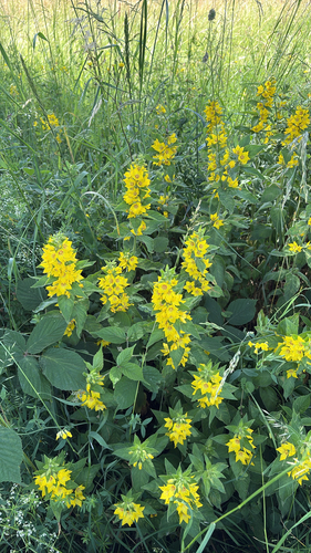 Dotted Loosestrife