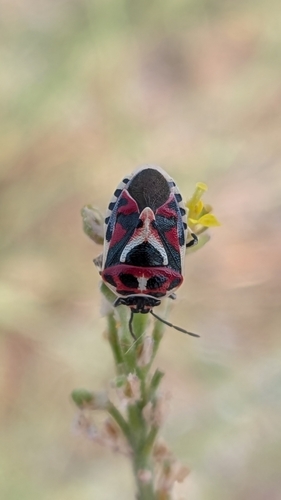 red cabbage bug