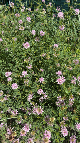 purple crownvetch
