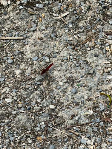 Broad Scarlet