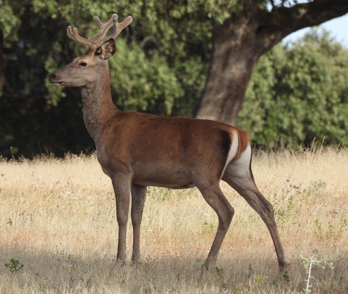 Red Deer