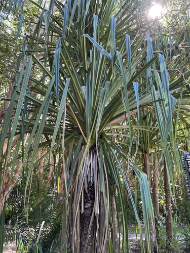 Pandanus solms-laubachii observed 2026-05-31