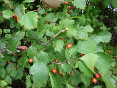 Crataegus