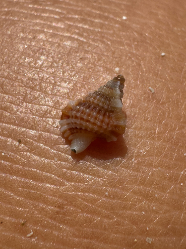 Gyrineum pusillum observed 2026-06-05