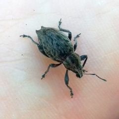 Elytrodon bidentatus