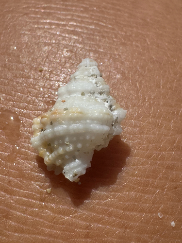 Bursa granularis, 2026-06-05