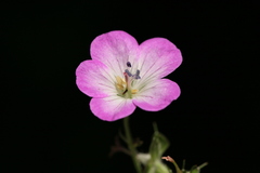 Geranium sylvaticum