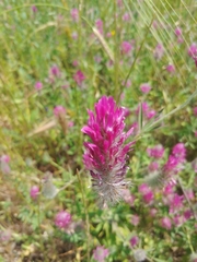 Trifolium purpureum