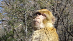 Macaca sylvanus