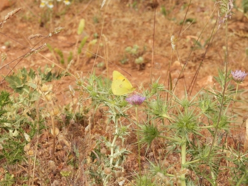 Clouded Yellow