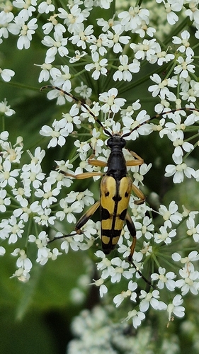 Spotted Longhorn Beetle