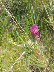 Trifolium purpureum