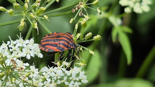 European Striped Shield Bug