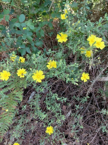 Woolly Rock Rose
