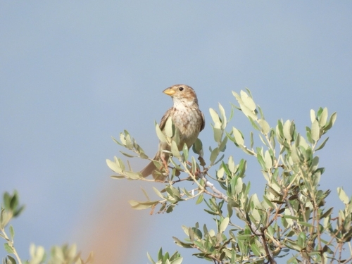 Corn Bunting