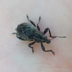 Elytrodon bidentatus