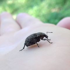 Elytrodon bidentatus