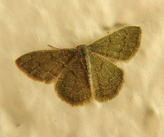 Phaiogramma faustinata