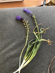 Muscari comosum
