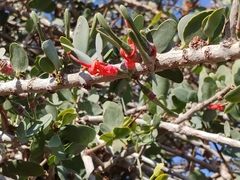 Plicosepalus acaciae