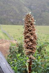 Puya glomerifera