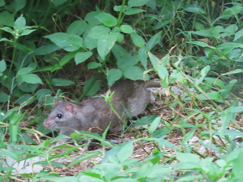 Brown Rat