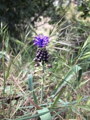 Muscari comosum