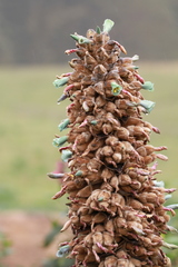 Puya glomerifera