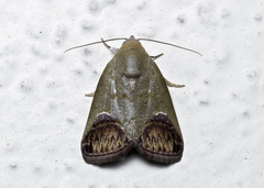 Asinduma exscripta