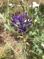 Muscari comosum