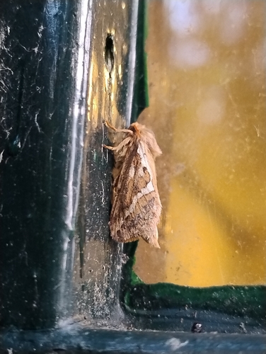 Common Swift Moth, Ternaard, Hantumerweg, 9145 RR Ternaard, Netherlands, photo 7 of 10