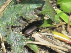 Poecilus versicolor