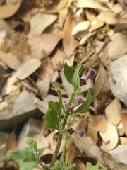 Scutellaria rubicunda