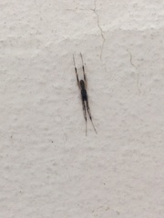 Episinus angulatus