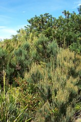 Allocasuarina monilifera