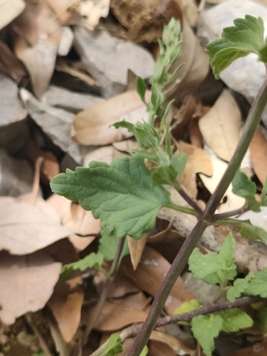 Scutellaria rubicunda, photograph 1