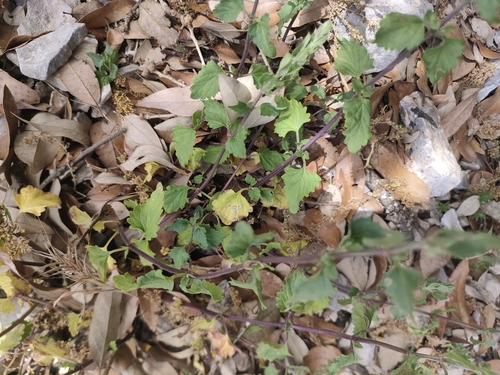 Scutellaria rubicunda, photograph 2