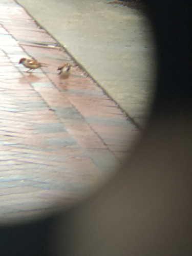 House Sparrow photographed in Virginia